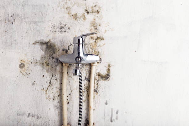 Reliable Bardstown, KY Mold Removal Solutions