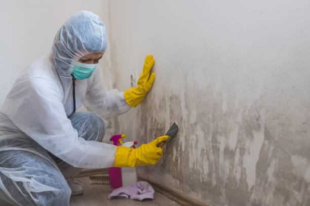 Best Residential Mold Removal  in Bardstown, KY