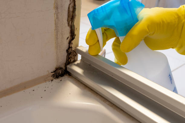 Certified Mold Removal in Bardstown, KY