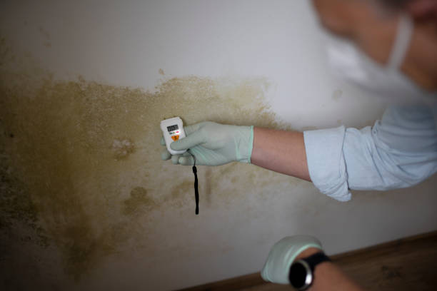 Best Toxic Mold Removal  in Bardstown, KY