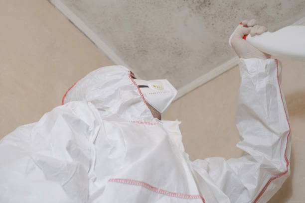 Best Best Mold Removal Companies  in Bardstown, KY