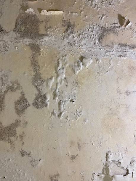 Best Mold Damage Repair  in Bardstown, KY