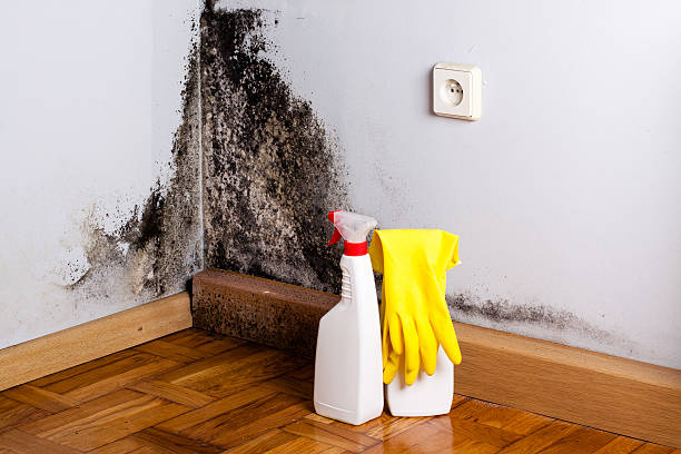 Best Local Mold Removal Service  in Bardstown, KY